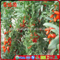 semi goji prezzo goji barbarum goji berry emagrece